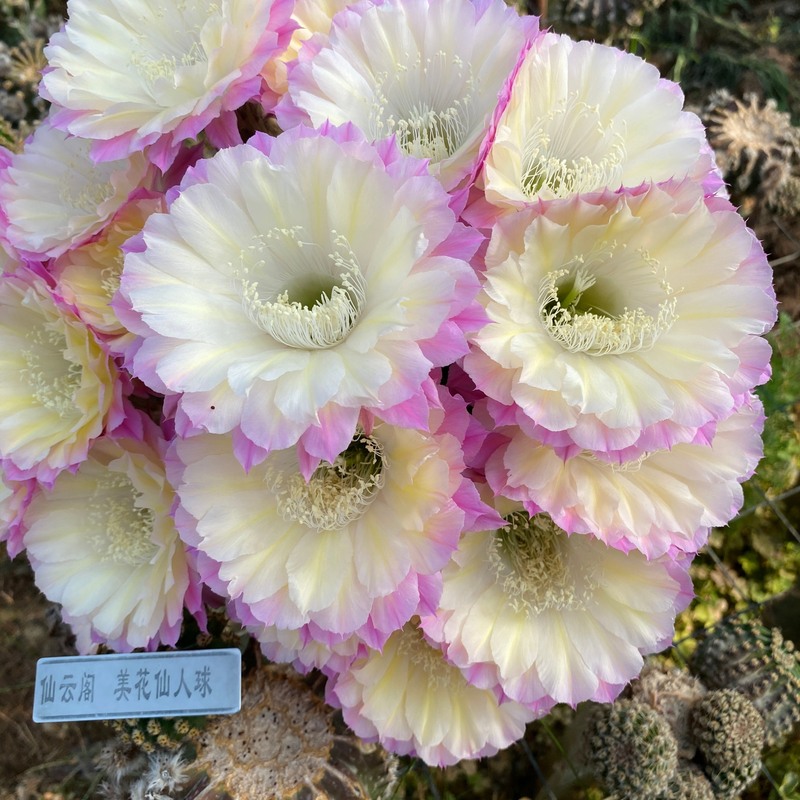 仙人球 马丙 杂交短刺大花品种彩草毛花柱黄金妞丽花阳台庭院盆栽