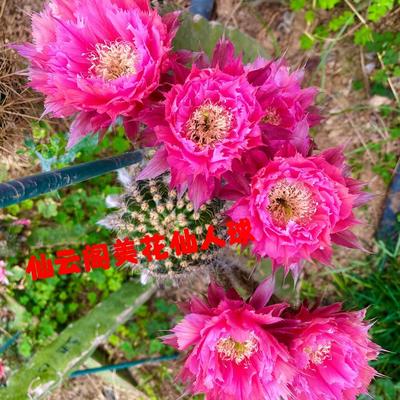 仙人球 凤羽24号 羽毛锯齿品种彩草毛花柱黄金妞丽花阳台庭院盆栽