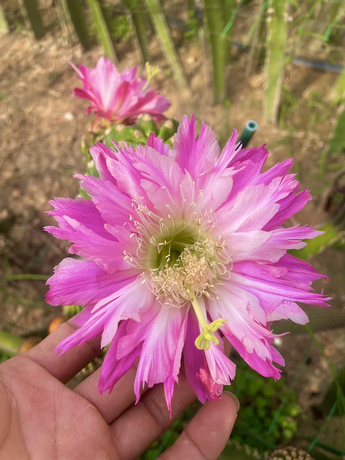 毛花柱 国王 短刺品种 仙云阁美花仙人球 大花蕾丝边仙人柱 鲜花速递/花卉仿真/绿植园艺 绿植 原图主图