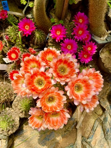 进口丽花仙人球精品欧洲