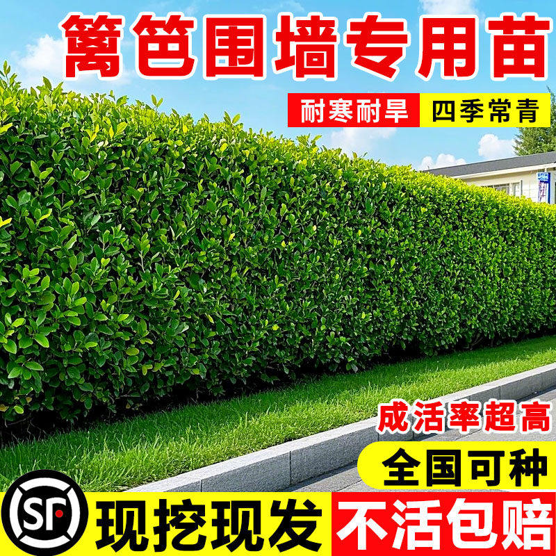 围墙篱笆植物大叶北海道黄杨苗冬青树苗四季常青耐寒庭院绿篱树苗