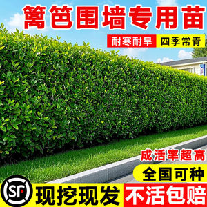 围墙篱笆植物大叶北海道黄杨苗冬青树苗四季常青耐寒庭院绿篱树苗