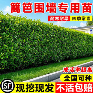 围墙篱笆植物大叶北海道黄杨苗冬青树苗四季常青耐寒庭院绿篱树苗
