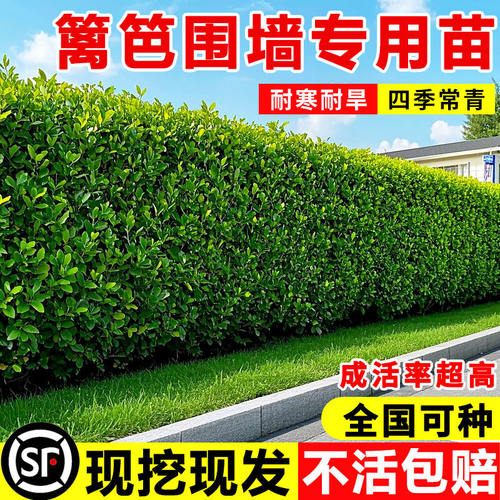 围墙篱笆植物大叶北海道黄杨苗冬青树苗四季常青耐寒庭院绿篱树苗