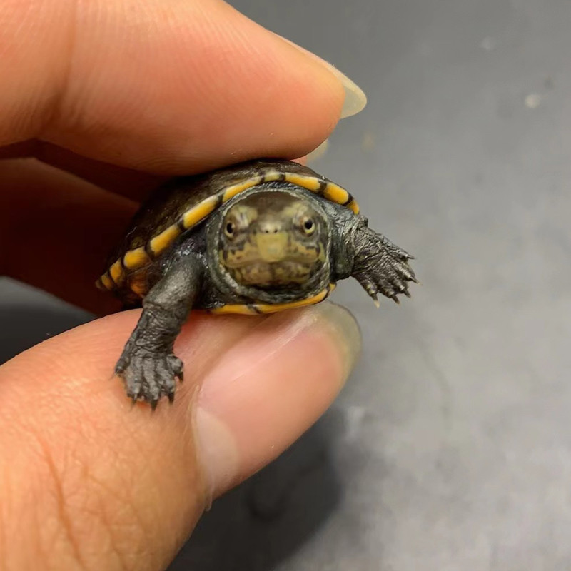 小花龟阁红面蛋龟深水龟红面泥龟闭壳龟发色龟进口红宠物观赏乌龟