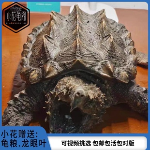 小花龟阁进口大鳄龟钓鱼龟真鳄龟佛鳄龟观赏龟wc原种大鳄乌龟专拍