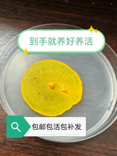 黏菌菌种饲养套装 年轻人的新宠!宿舍好养活 无毒无害好管理