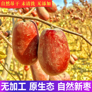 陕西狗头枣特级大枣自然吊干未清洗带灰枣子原生态未加工土枣湿枣