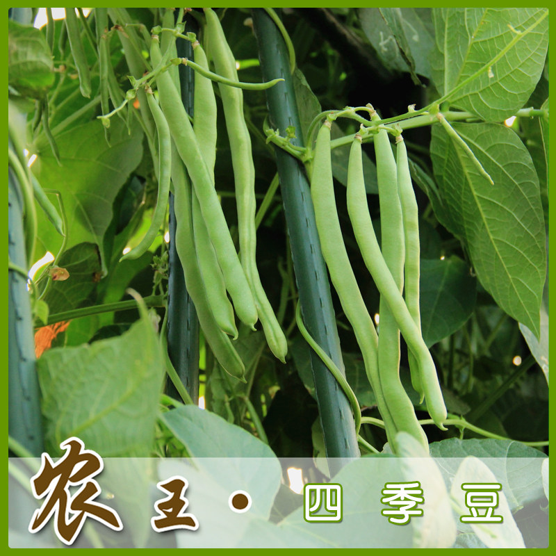 蔬菜种子 阳台种菜 盆栽 四季豆种子玉豆 四季豆原装彩包体验包邮
