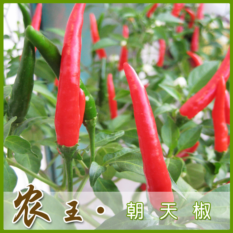 蔬菜种子 阳台种菜 盆栽地栽 辣椒种籽 朝天椒30粒 包邮包发芽
