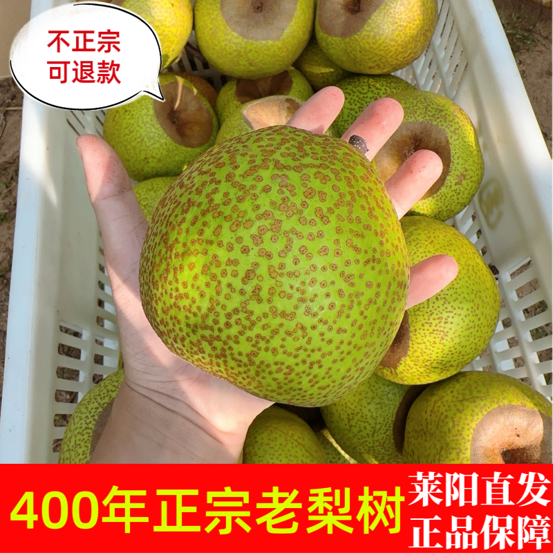 【果园直发】照旺庄芦儿港莱阳梨