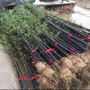 紫竹苗竹子苗庭院四季常青黄金竹罗汉竹黑竹墨竹篱笆植物竹子盆栽