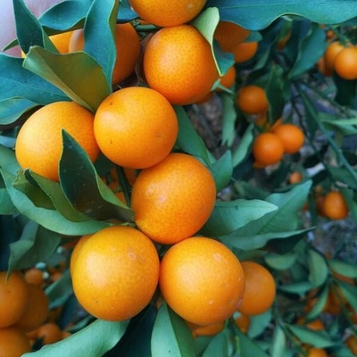 脆密金橘树苗大果滑皮金桔苗脆皮金桔树苗庭院地栽盆栽果树苗
