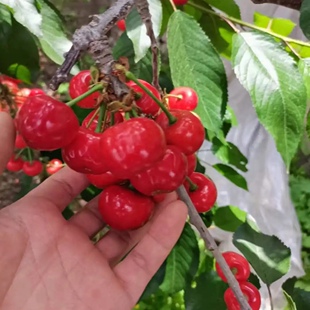 红灯樱桃树大樱桃苗南北方耐寒特大号车厘子树苗盆栽嫁接当年结果