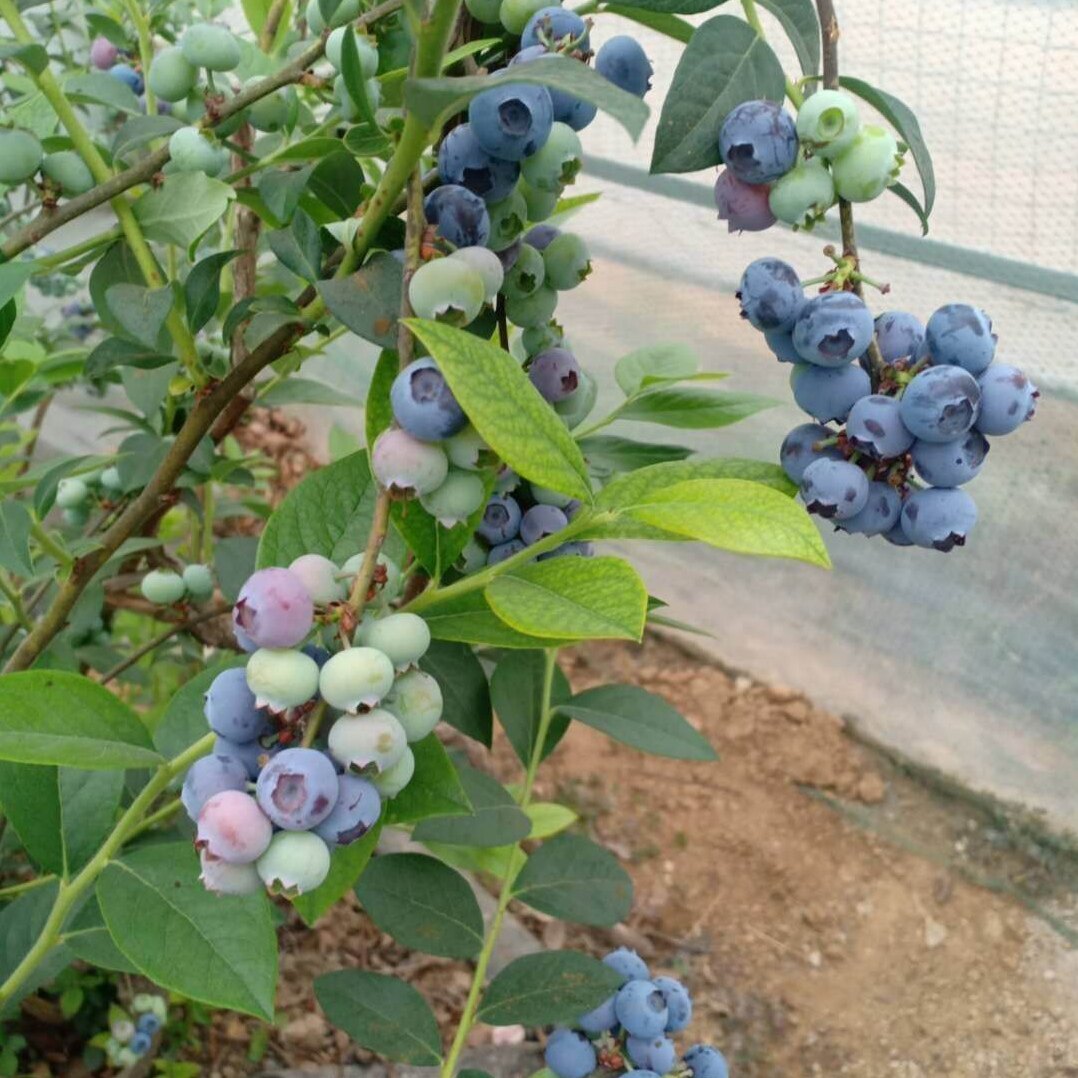 蓝丰蓝莓苗大果蓝莓树苗盆栽地栽北方种植果树苗阳台庭院地栽果树