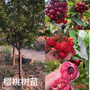 樱桃树苗大樱桃苗车厘子美早红灯苗南方北方庭院地栽嫁接大果树苗