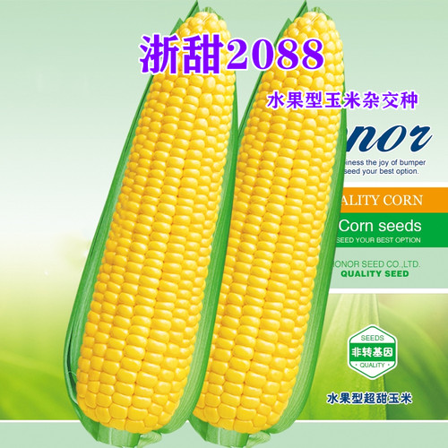 勿忘农浙甜2088水果玉米种子