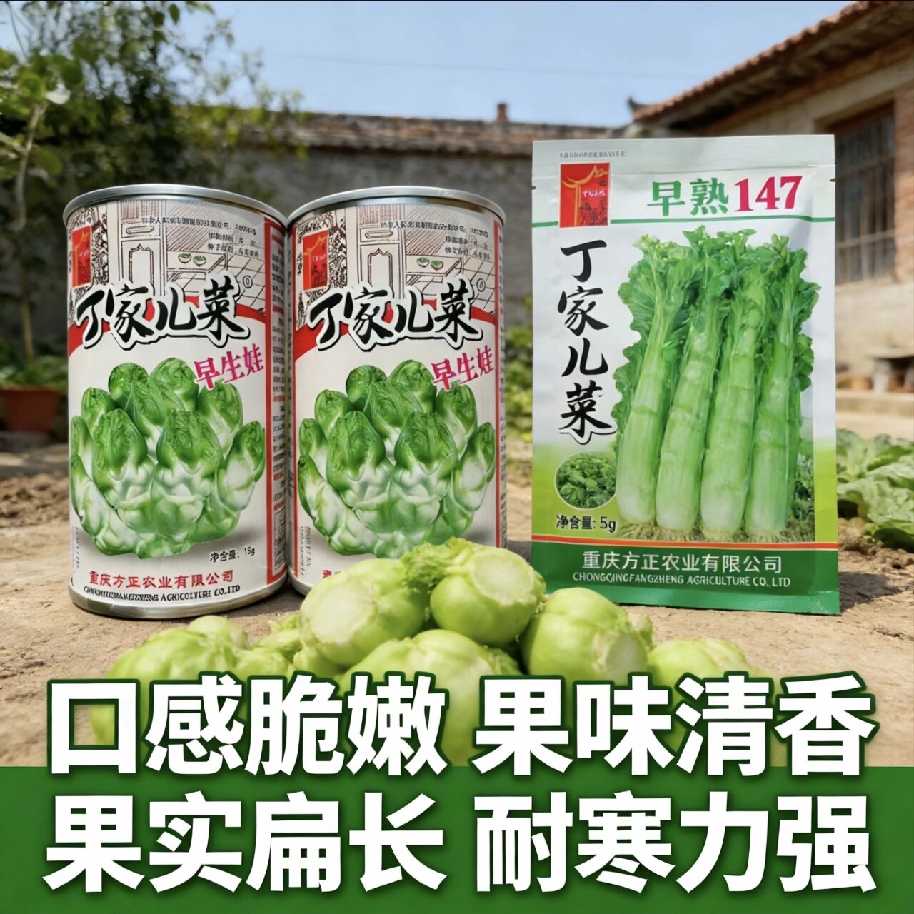 丁家儿菜种子早熟147芥菜种子春季播种口感脆嫩耐寒力强蔬菜种子