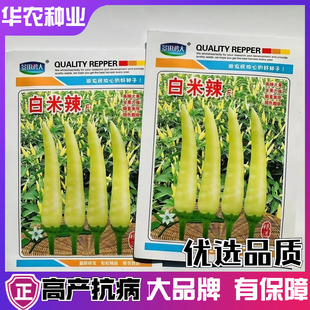 椒泡白米辣种子米黄色朝天椒种子特辣剁椒种子小米辣椒种籽浓辣