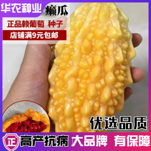 金癞瓜种子水果癞瓜金玲子阳台盆栽四季农家蔬菜黄金瓜金癞瓜籽孑
