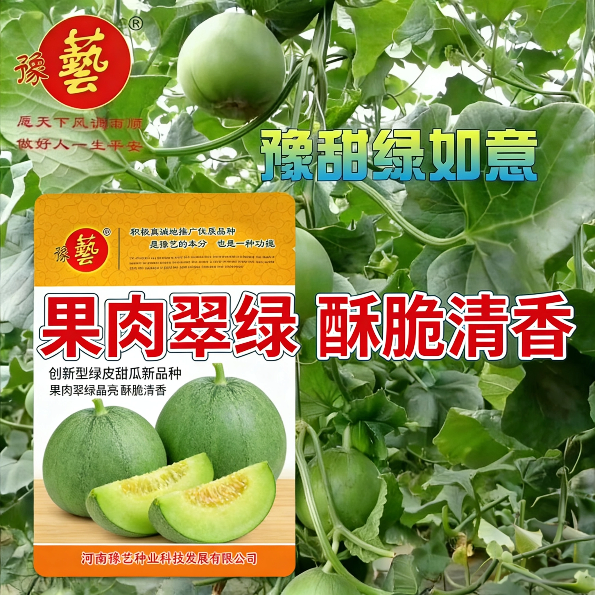 豫艺甜瓜种子高糖不腻酥脆清香早熟薄皮甜瓜种籽家庭园艺