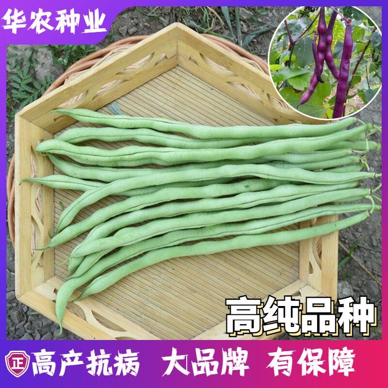 架豆种子长芸豆无筋架豆阳台四季豆爬藤长青豆菜豆籽  蔬菜种孑