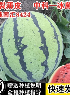 高纯金美都高产西瓜种籽薄皮早熟麒麟8424种子南方麒麟瓜地雷瓜种