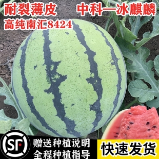 高纯金美都高产西瓜种子薄皮早熟麒麟8424种子南方麒麟瓜地雷瓜种