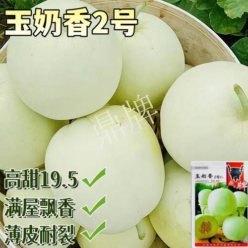 玉奶香2号甜瓜种子鼎牌薄皮早熟