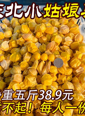 薄皮小姑娘果东北菇娘净重5斤