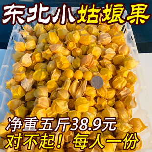 姑娘果 灯笼果 黄菇娘洋菇茑新鲜水果 当季菇鸟现摘现发5斤包邮