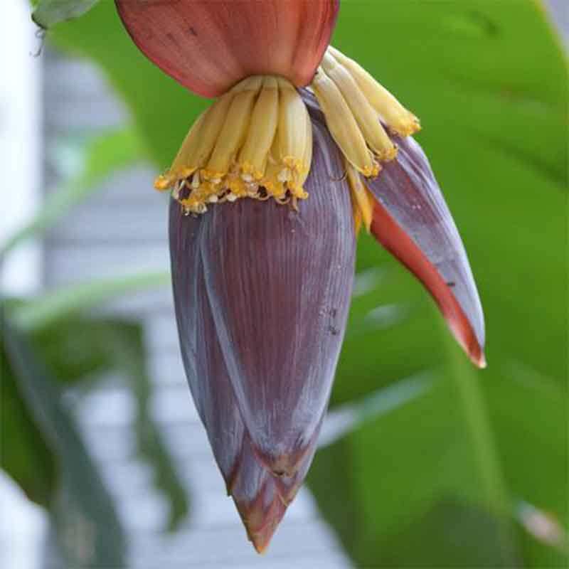 野生芭蕉花新鲜香蕉花蕾大蕉花特色农家食材蔬菜现砍现发整箱包邮