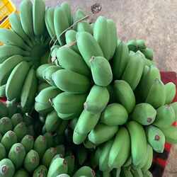 广西南宁自家种植新鲜好吃的小米蕉现摘现发整箱包邮