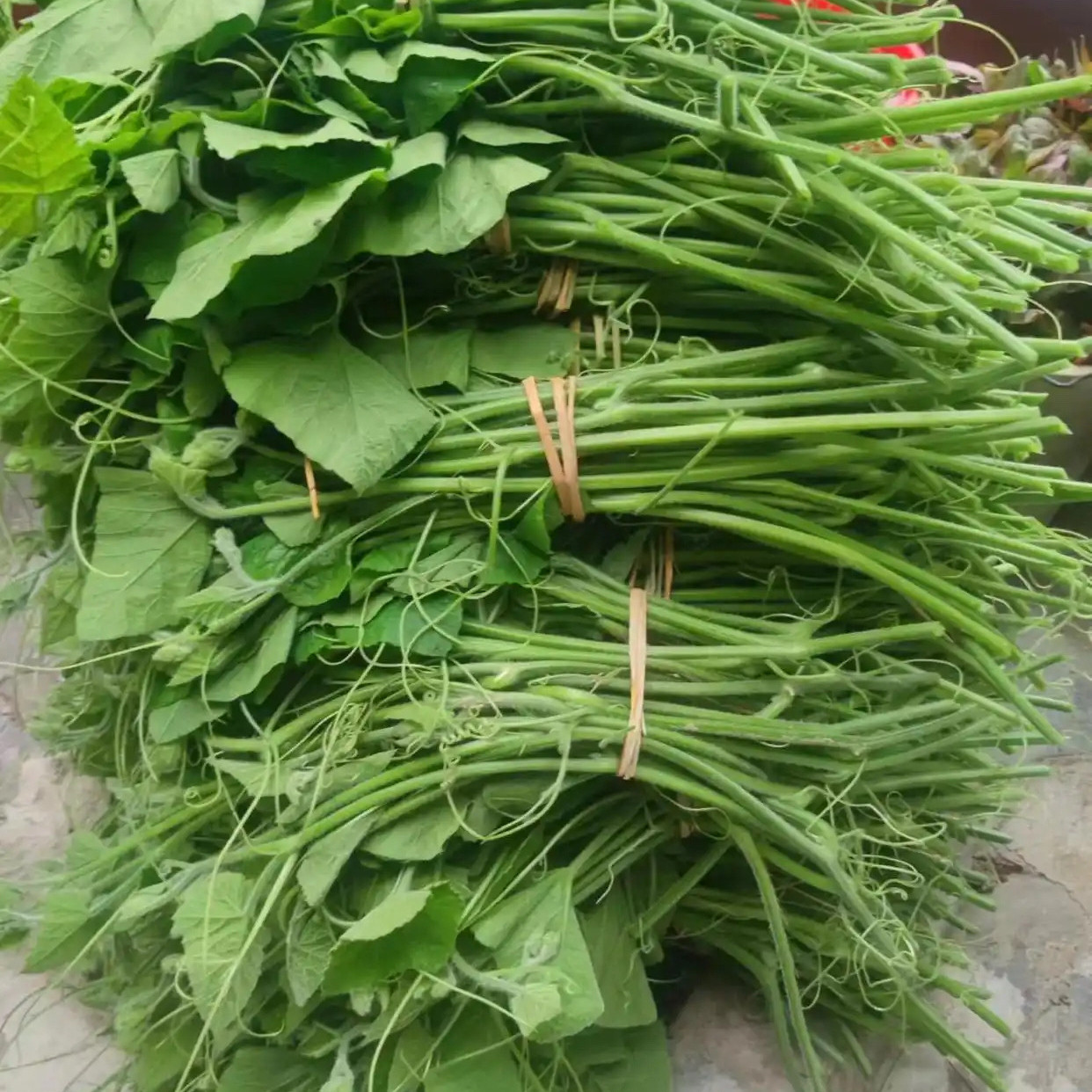 广西农家新鲜南瓜芽南瓜尖南瓜藤新鲜疏菜当季时令疏菜