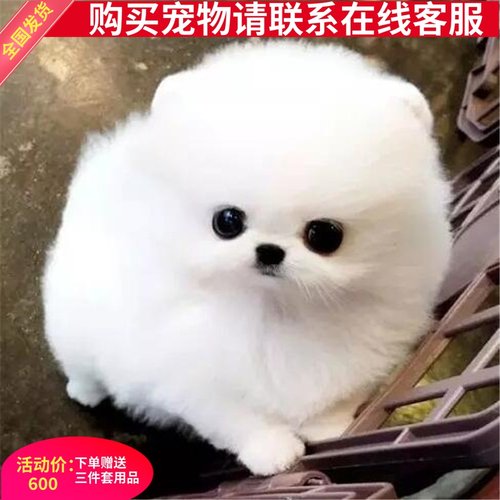 领养狗狗小型犬质量怎么样 领养狗狗小型犬口碑怎么样 小麦优选