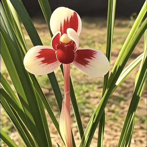 浓香型花苞新品云南兰花春兰丽江