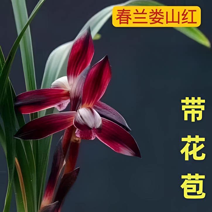 贵州名品兰花红素春兰娄山红