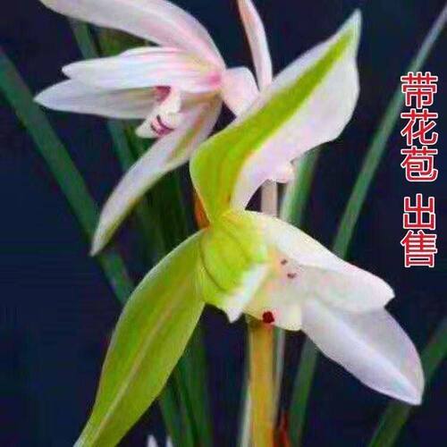 高品质浓香型花苞花苗兰花天边带