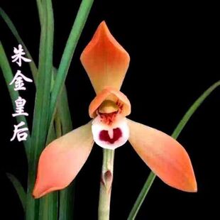 即将上花开花浓香型春兰【朱金皇后】兰花苗室内室外客厅绿植花卉