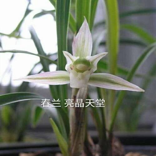 花期花苞花苗晶亮天堂春兰阳台带