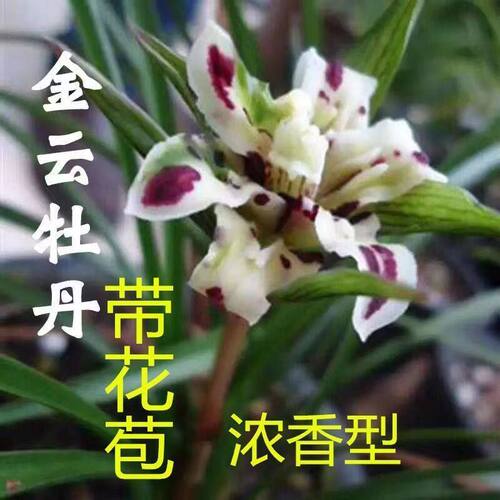 浓香型花苞新品一杆多花牡丹花卉