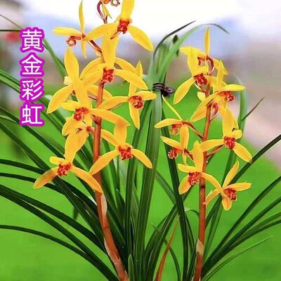 新品种花苞蕙兰黄金彩虹花苗内外