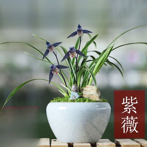 紫薇矮种金边兰花当年开花浓香