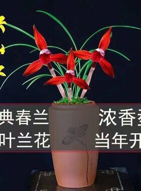 带花苞春兰花新品网红色花【映山红】浓香型室内花卉大全绿植盆栽