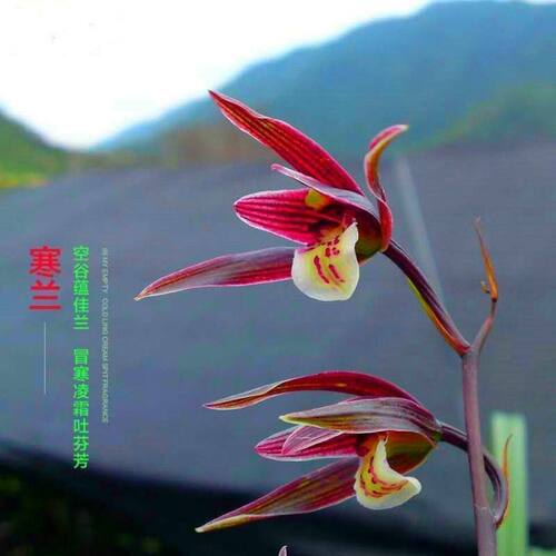 浓香型花苞花苗内外凤凰高档盆栽