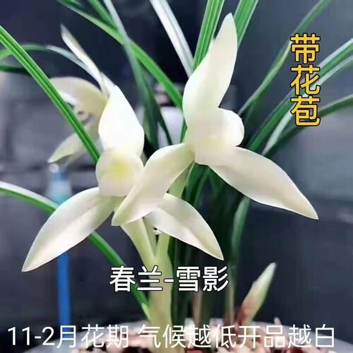 11-2月带花苞兰花苗春兰素心素舌【雪影】室内外阳台盆栽花卉