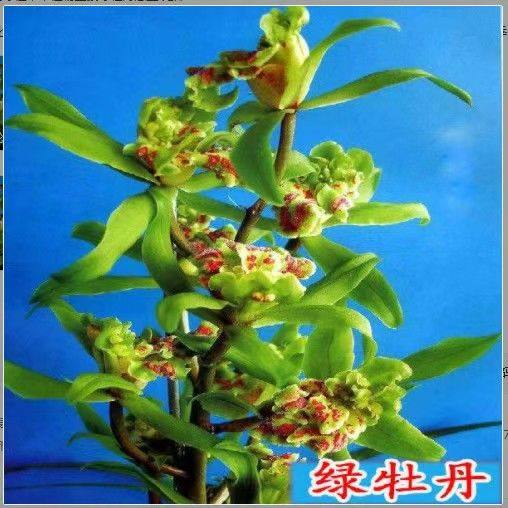 蕙兰绿牡丹多瓣奇花苗好养