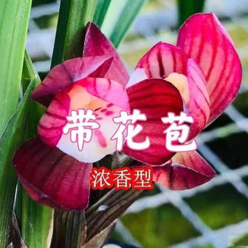 高品质浓香型花苞春兰盛世花苗带