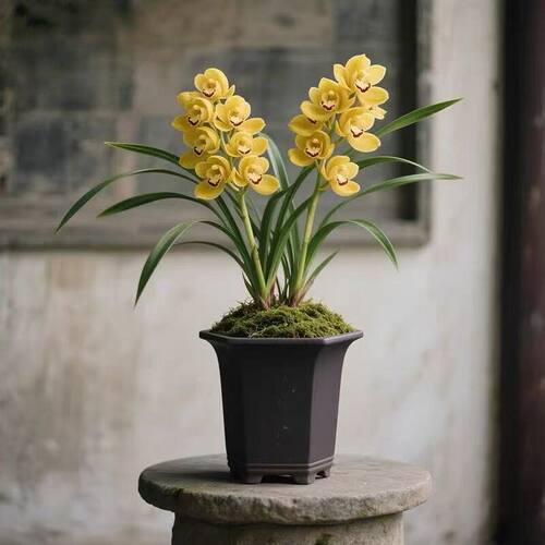 浓香型建兰花苗蕙兰内外常青花卉