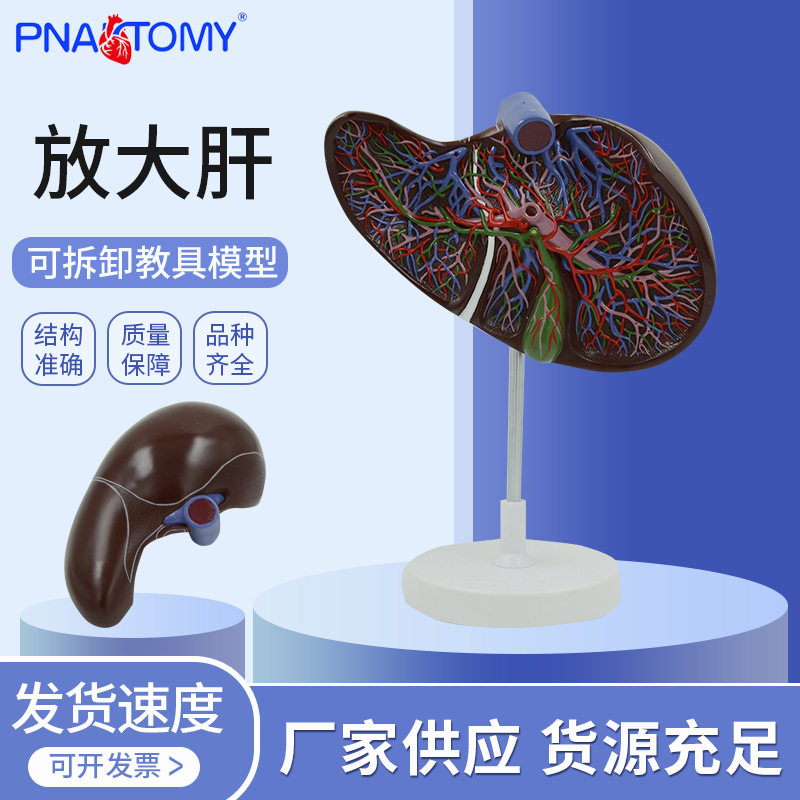 人体肝胆囊血管肝脏内脏器官解剖模型医学消化外科肝胆科标本